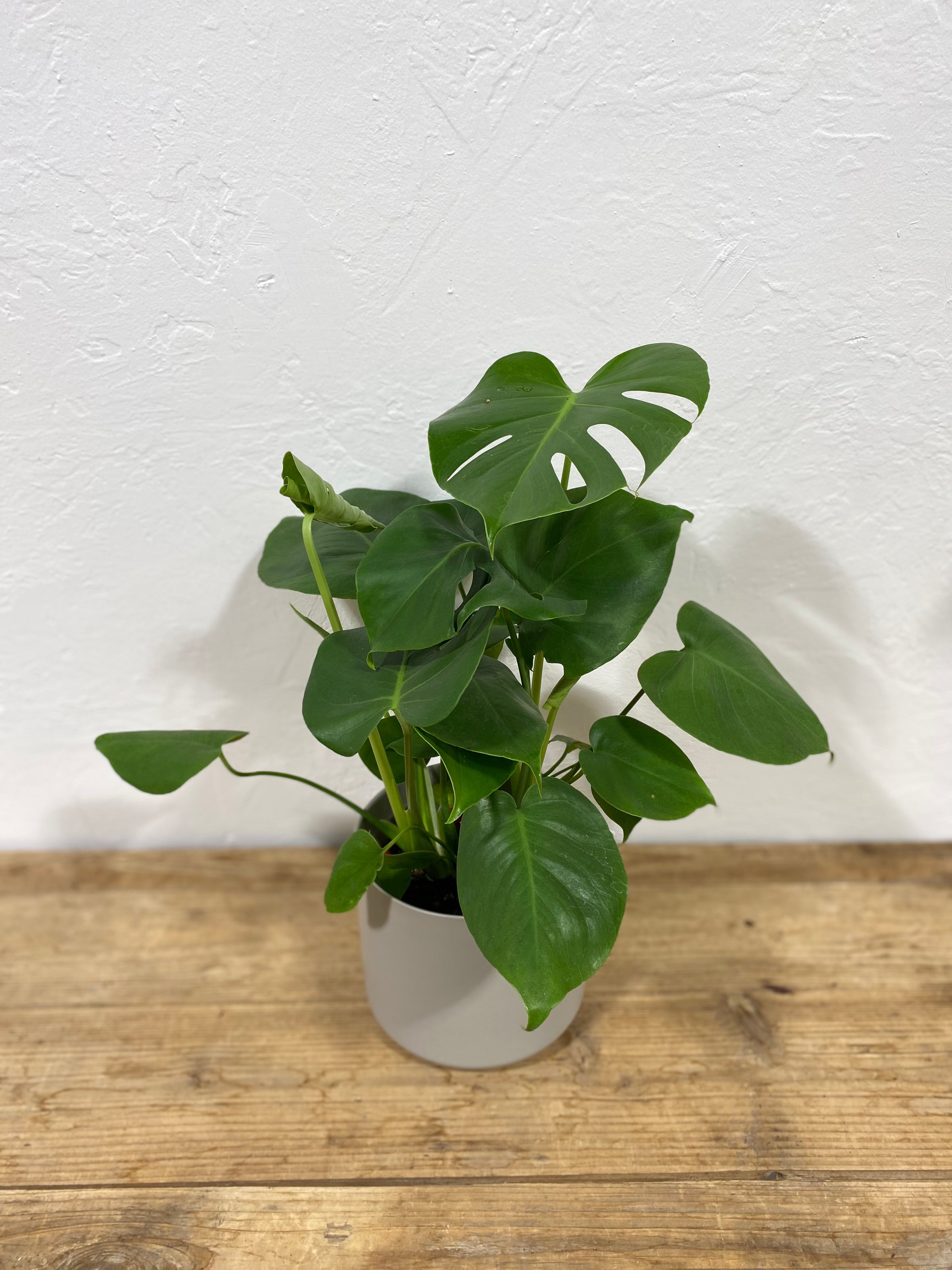 monstera riecht Monstera Deliciosa XXL, 120cm – vielgrün main image 0