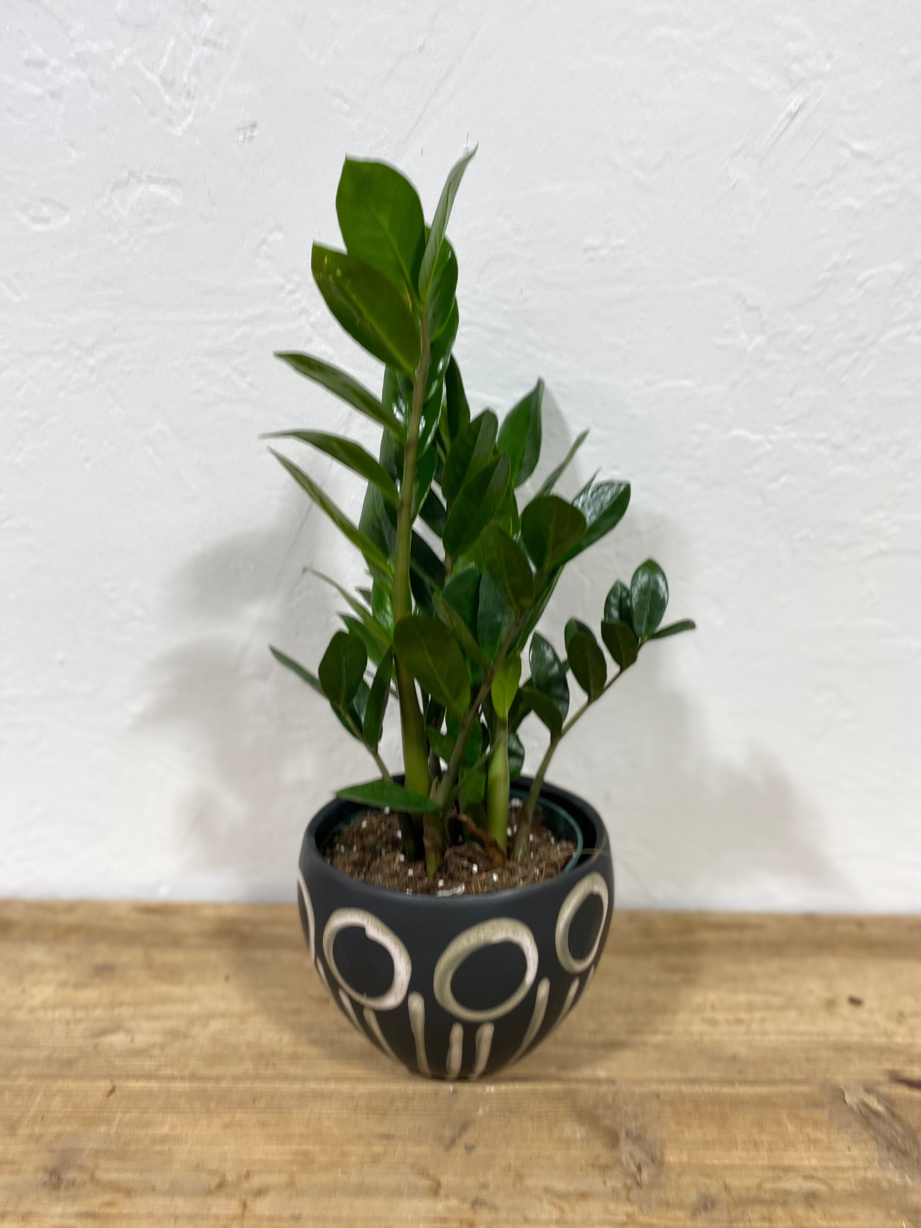 ZZ Plant | Knots + Found