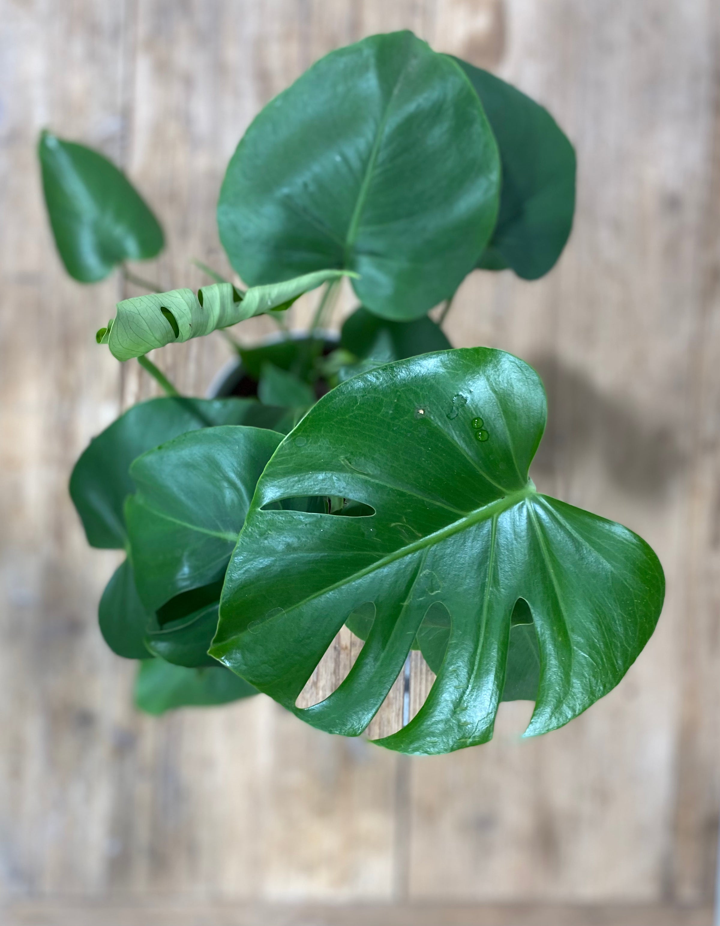 philodendron nangaritense vs fuzzy petiole Philodendron Fuzzy Petiole – Safa Plant Co main image 1