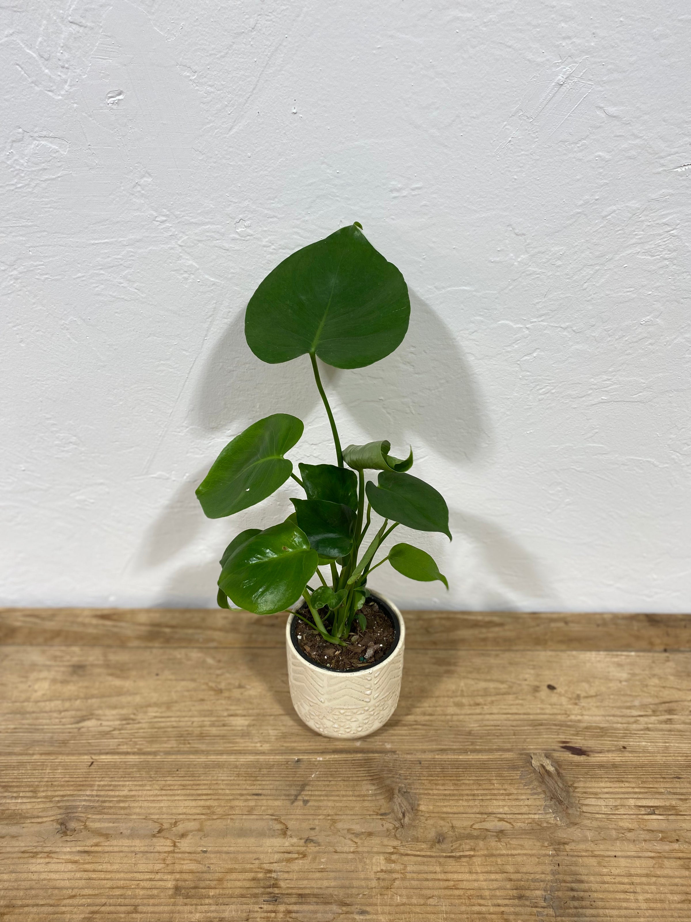 Split Leaf Philodendron (Monstera Deliciosa) | Knots + Found